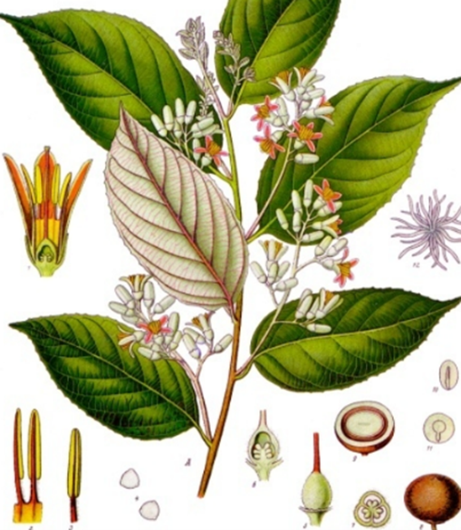 styrax