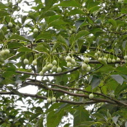 styrax