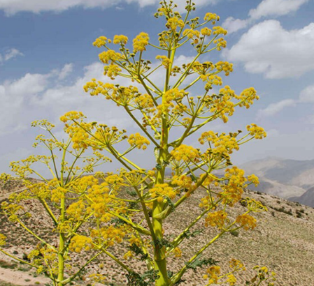 galbanum